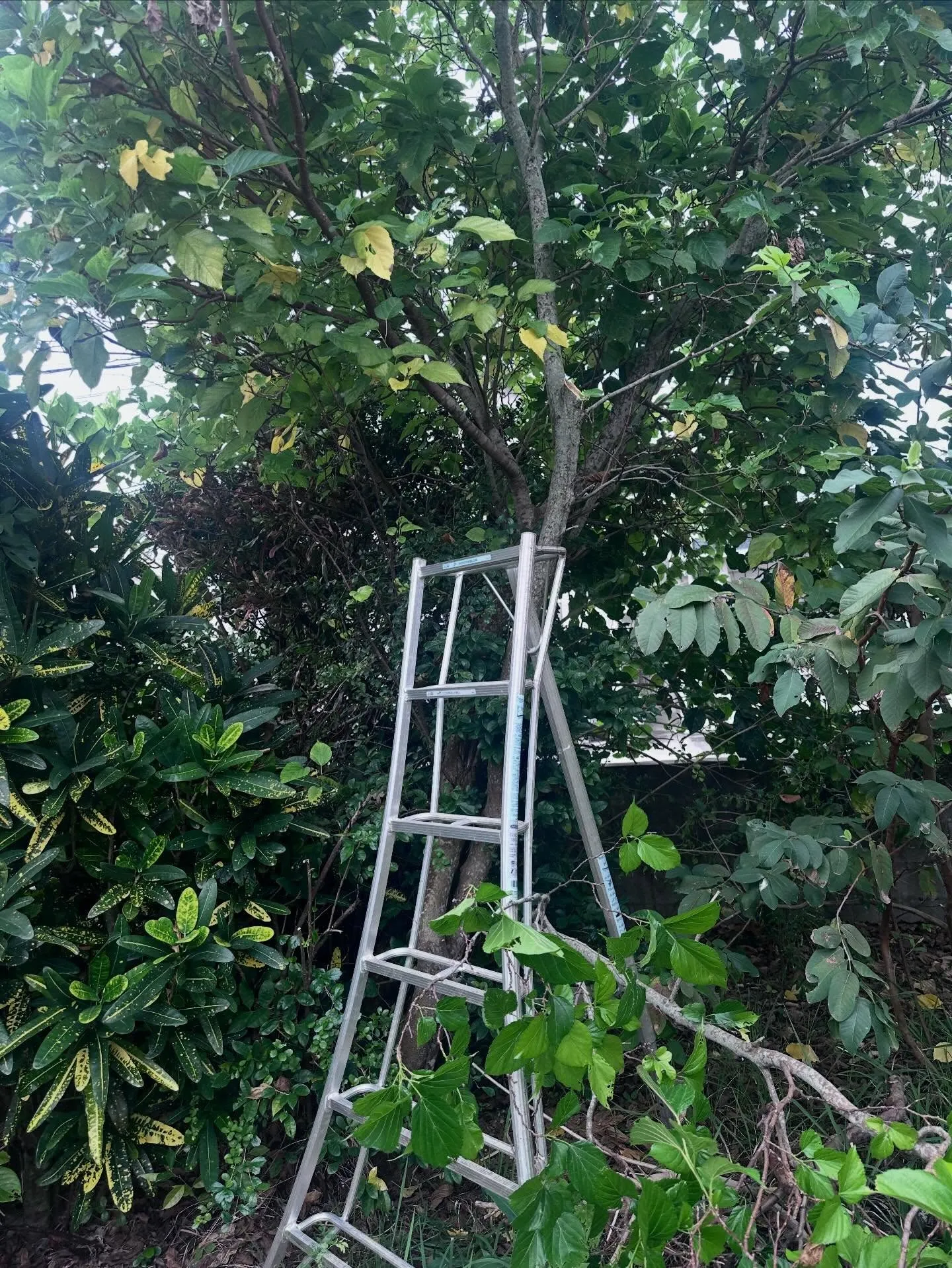 ご覧いただきありがとうございます